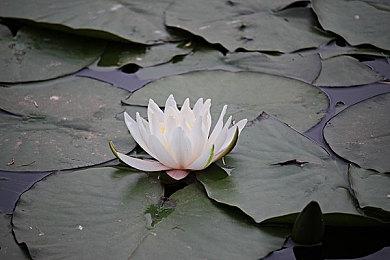 卡普空对《怪物猎人物语2》首发销量表示满意